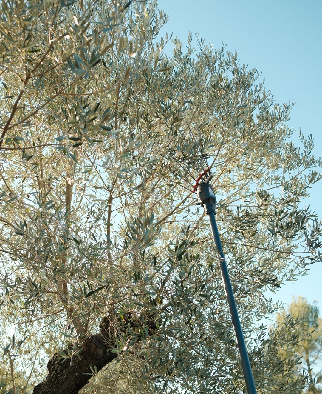 Huile d'olive Racyne