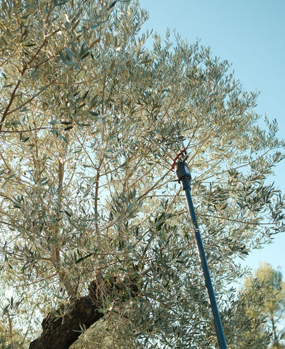 La picholine Huile d'olive fruité mûr